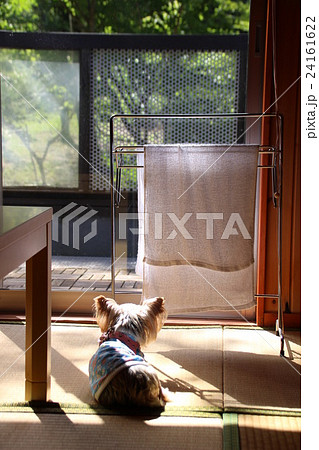 ひなたぼっこする犬 ひなたぼっこする犬 24161622