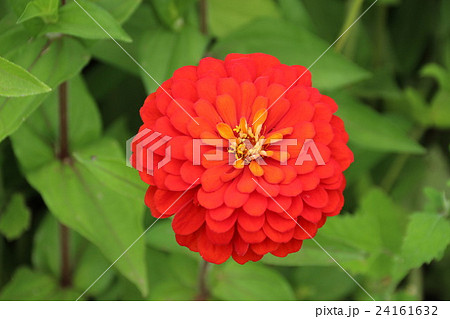 百日草 百日草 24161632