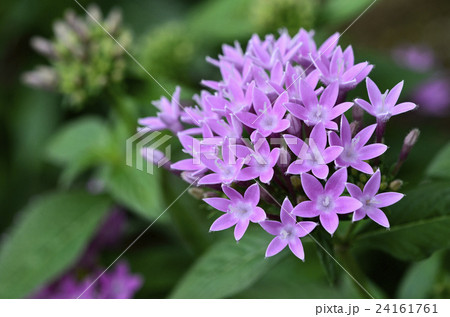 ペンタス 24161761