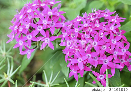 ペンタス 24161819