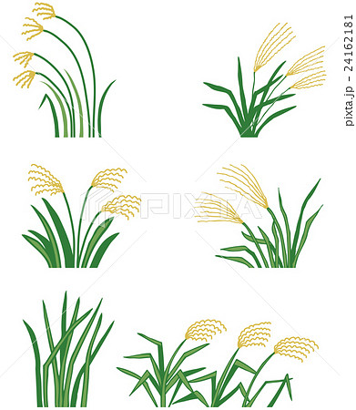 ススキ 24162181