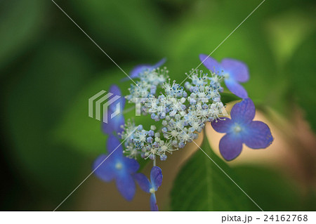 アジサイ アジサイ 24162768