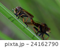 アオメアブ 24162790