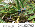 ハンミョウ 24162792