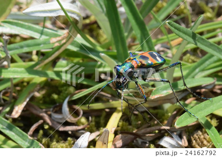 ハンミョウ 24162792