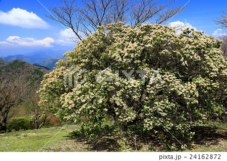 丹沢・鍋割山のアシビの花と富士山 24162872
