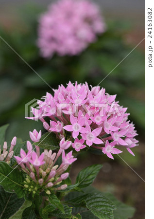 ペンタス 24163082