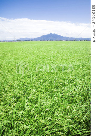 茨城県下妻市から見た夏の風景　夏の田園風景 24163189