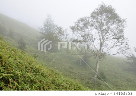 霧に立つ岳樺の木 霧に立つ岳樺の木 24163253