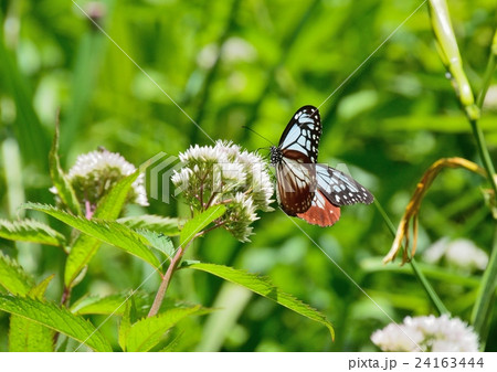 花と蝶 - ヒヨドリバナにアザギマダラ 花と蝶 - ヒヨドリバナにアザギマダラ 24163444