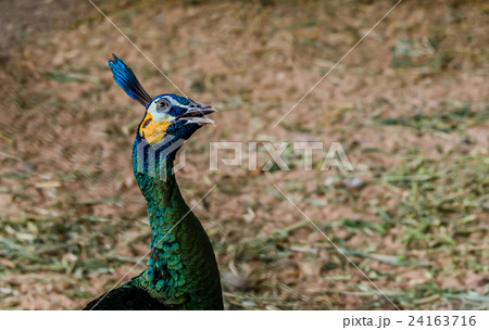 Blue peacock portrait 24163716