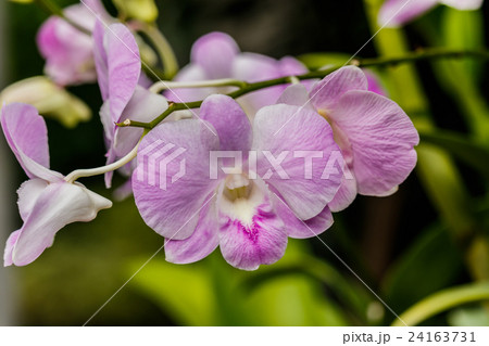 Pink streaked orchid flower Pink streaked orchid flower 24163731