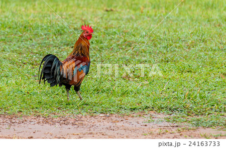 Beautiful Rooster on nature background 24163733