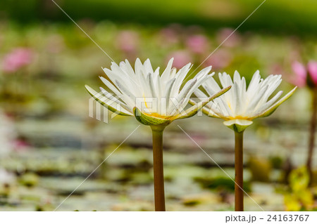 blossom lotus flower focus on flower 24163767