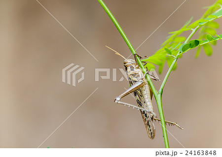 Brown grasshopper caught on branches. 24163848
