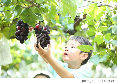 ぶどう狩りを楽しむ子供 24163934