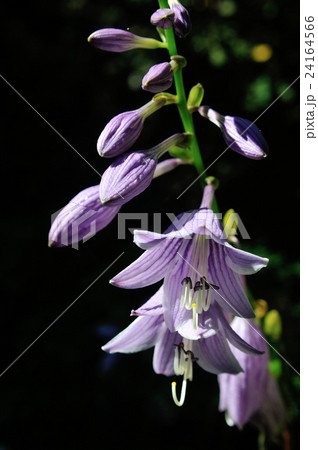 ギボウシ.A 24164566