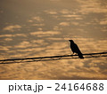 夕焼けカラス 24164688