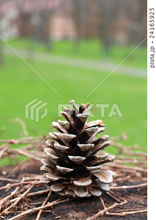 まつぼっくりアップ 24165925