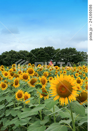 ふなばしアンデルセン公園のヒマワリの花めいろ 7月 千葉県船橋市の写真素材