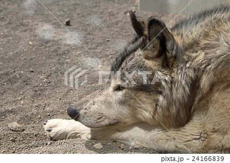 オオカミ横顔の写真素材