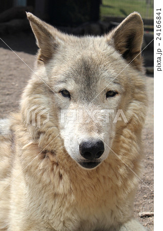 オオカミ正面顔の写真素材