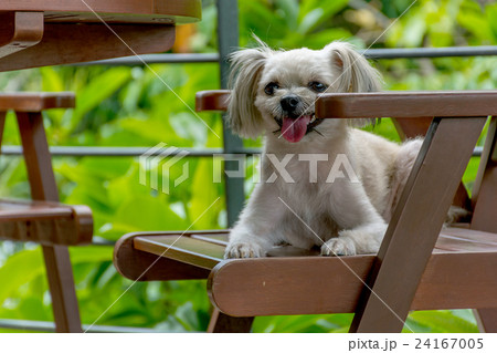 Dog so cute on chair 24167005