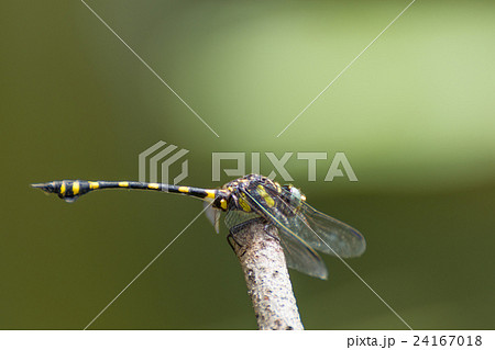 Dragonfly in yellow and black 24167018