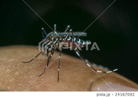 Macro of mosquito (Aedes aegypti) sucking blood 24167092
