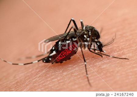 Macro of mosquito sucking blood Macro of mosquito sucking blood 24167240