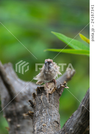 Bird Eurasian Tree Sparrow on a tree 24167341