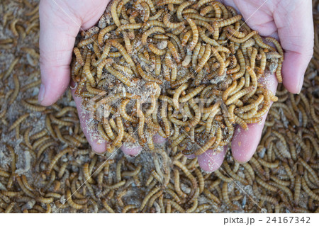 Mealworm in hand 24167342