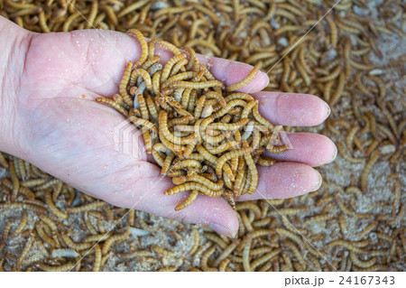 Mealworm in hand 24167343