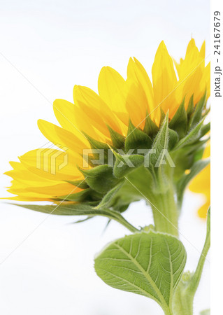 ひまわり：ビンセントクリアオレンジ 24167679