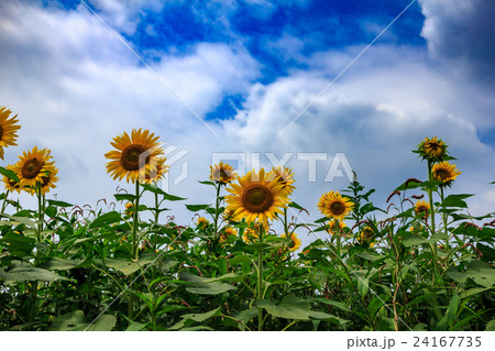 ひまわりの群生 24167735