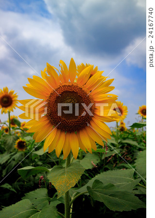 ひまわり 24167740