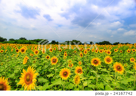 ひまわり 24167742
