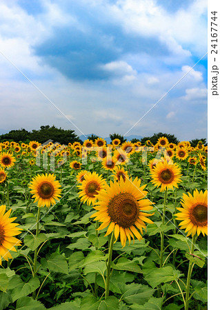 ひまわり 24167744