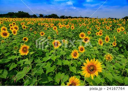 ひまわり 24167764