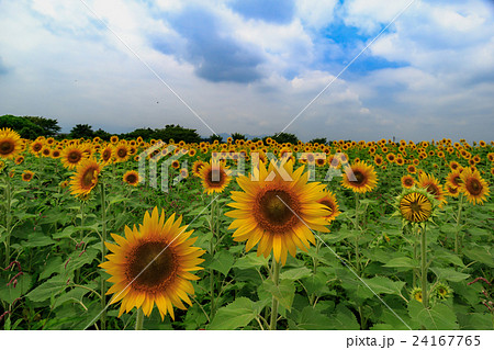 ひまわり 24167765