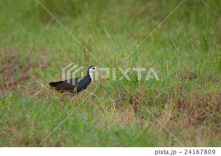 畑地で出会ったシロハラクイナ 畑地で出会ったシロハラクイナ 24167809