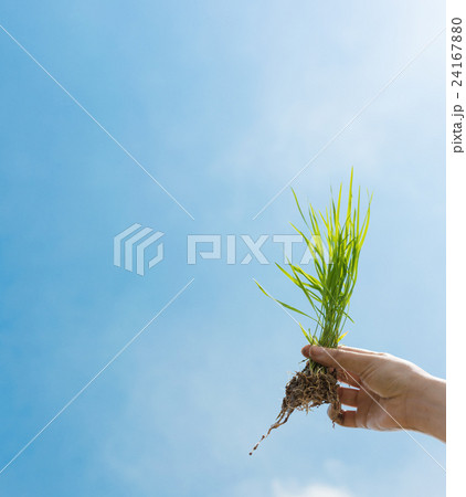 田植え 24167880