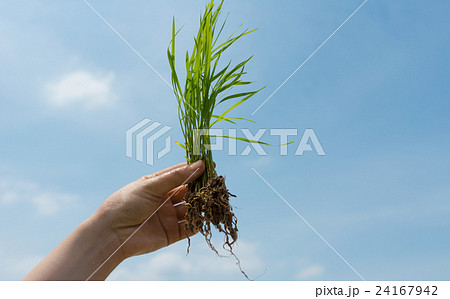 田植え 田植え 24167942