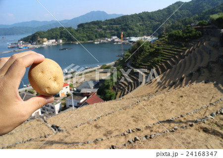 水荷浦の段畑とじゃがいも 24168347