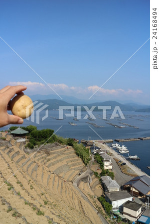 水荷浦の段畑とじゃがいも 水荷浦の段畑とじゃがいも 24168494