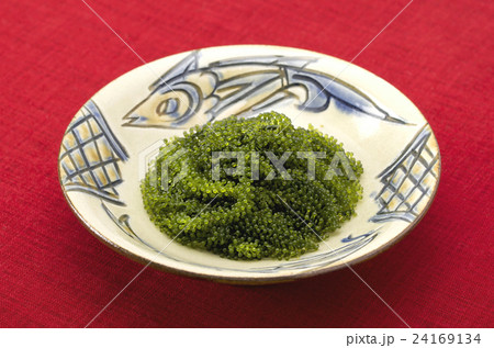 海ぶどう 海ぶどう 24169134