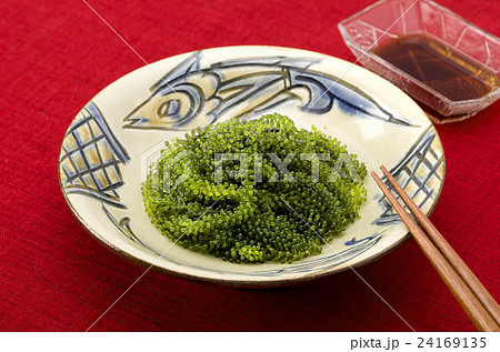 海ぶどう 24169135