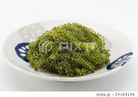 海ぶどう 24169140