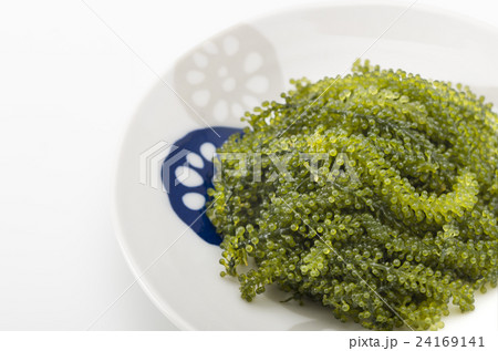 海ぶどう 24169141