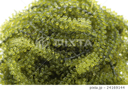 海ぶどう 24169144